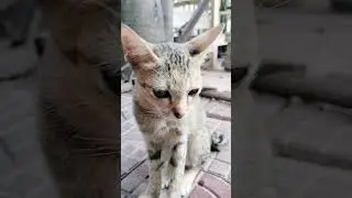 Khmer cat