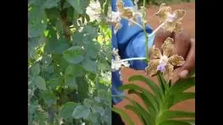 Medicinal Orchid based Formulations for Psoriasis: Pankaj Oudhia's Medicinal Plant Database