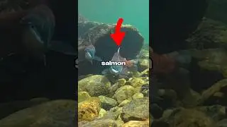 Я ловил ЛОСОСЯ 🐟🎣