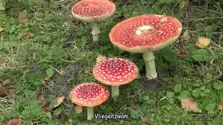 20251223 Compilatie natuuropnamen van 2025