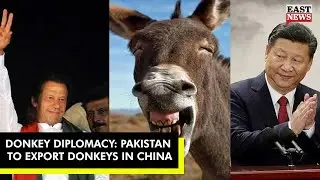 Donkey Diplomacy: Pakistan To Export Donkeys In China | East News