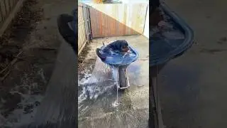 Dogs cope with the heat #dog #funny #anmals #dogshorts #dogs #funnydogs #memes