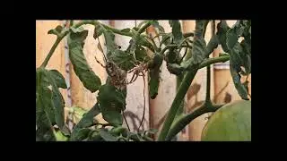 My garden spider Debbie and her baby daddy. 