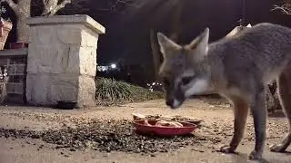 Gray Fox Extended Version Mar 01 2025