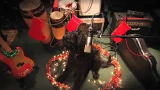 AMAZING SINGING CHRISTMAS DOG!