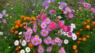 Crego Aster