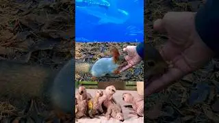 Red squirrel @Habib.Tv26#amazing#shorts#short#viral#youtubeshort#shortsvideo#youtubeshort#trending