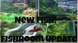 Fintastic Update! New fish, New Tank, Same Fishroom!