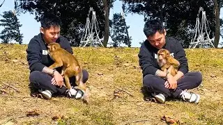Every time Monkey Kaka meets dad, she just wants dad to hug her.