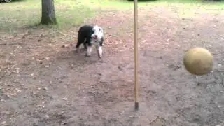 Old English sheepdog plays tether ball