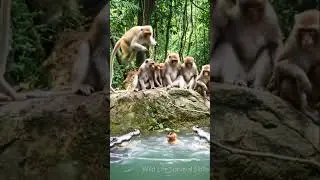 Wild Monkey Family&rsquo;s River Drama: Baby&rsquo;s Near Slip Sparks Heartwarming Jungle Rescue#shorts #animals