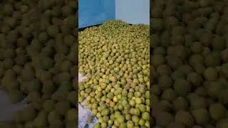 himachali apricot season 2025 #apricot #2025 #himachalifruit #fruit