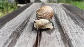 BURGUNDY SNAIL / HLEM&Yacute;ŽĎ ZAHRADN&Iacute; / HELIX POMATIA