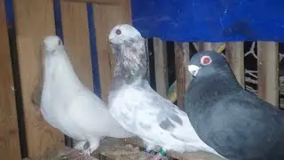 نش التماسي مساكنه ثلاث ضرائب واللي جاي احلى#مع ابو يوسف