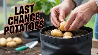 &bdquo;Mini-Mandelkartoffeln vom Balkon 🥔✨ | Kleiner Anbau, gro&szlig;er Genuss&ldquo; Vikis gr&uuml;ner Balkon