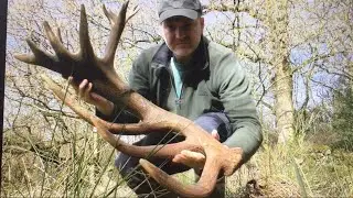 HUGE Wild Red Stag Antler 5KG and 13 Points!!! 😲💪