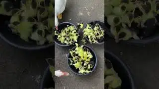 #Shorts_Reels_Beautiful_Chinese_Duck_Babyes #sbd #foryou #wildlife #view #ducks #ai #animals #pets