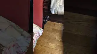 お母さんvsジジ〜3日ぶりの再会〜 #ねこ #ウナギつかみ取り