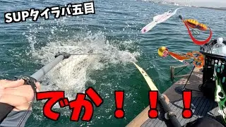 【SUPフィッシング】タイラバにでかい魚が食いついた！！