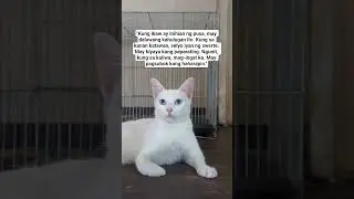 Kung inihian ka ng pusa, mayroon itong 2 ibig sabihin. Parating na biyaya o pagsubok na haharapin.