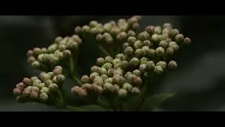 SOM Berthiot Flor 54mm Canon EosM & Magic Lantern Cropmood 1x3 5,2K 14Bits RAW