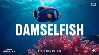 Damselfish &ndash; Small Guardians of the Coral Reef