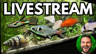 Trimming Plants & Fish & Guppy Baby Fish Grow! Live Aquarium Cleaning (Episode 17)