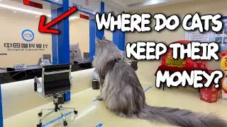 The Cat Bank is Now Open! Let's get some cash!