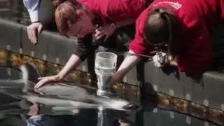 Vancouver Aquarium: Cetaceans in Our Care