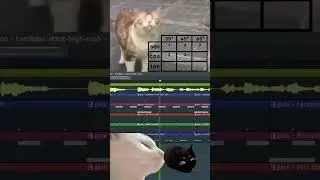 mathematics cat beats #catsoftiktok #catmusic #catmemes #flstudio