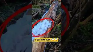 Этот лес растет... Волосы?
