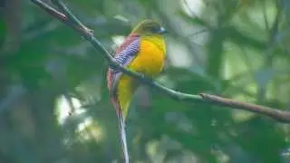 Orange-breasted Trogon (Harpactes oreskios)