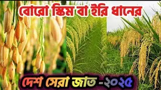 বোরোর সেরা ইরি ধান ২০২৫ | প্রতি হেক্টরে ১৮০ মণ ফলন 🔥 | নতুন উচ্চ ফলনশীল BRRI ধানের জাত