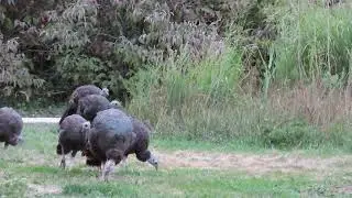 Turkey Family foraging on the move, Markham ON, Sept 6, 2025