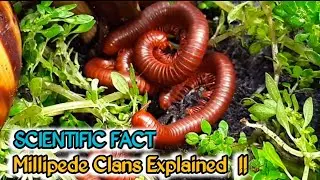 Understanding Millipede Colonies : Structure, Behavior, and Ecological Roles  #millipede #insects