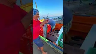 Así llegan de pescar toda la noche nuestros amigos pescadores de Playa Miramar, Nayarit