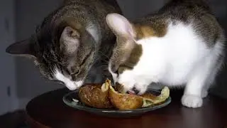 My cats eating a baked potato