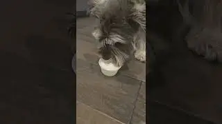 Molly gets a pup cup! #funny #funnydog #puppy #dog