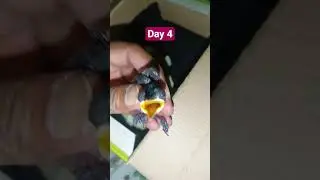 #babybird#newbornbird#cutebird#citebaby#revoverybird