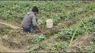 5 Feet Bed System: Sugarcane + Potato Intercropping