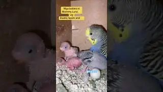 A mother parakeet devotedly raises her October babies by carefully nurturing, feeding #birds #pet