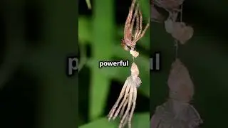 Spider Man's Wildest Transformation Ever #marvel #mcucomics #mcushorts