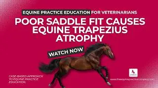 Poor Saddle Fit Causes Equine Trapezius Atrophy