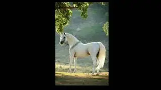 cavalos brancos😍