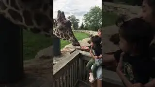 Giraffe feeding 😄