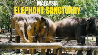 KUALA GANDAH ELEPHANT SANCTUARY || MALAYSIA 🇲🇾 