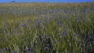 Windy Field with Insect Sounds &ndash; 10 Hours 4K Nature Ambience
