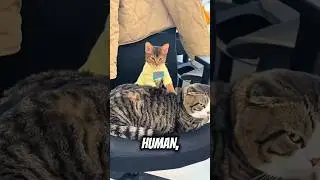 Why Do Cats Love to Massage? 🐱 #cats #meow #catslivesmatter