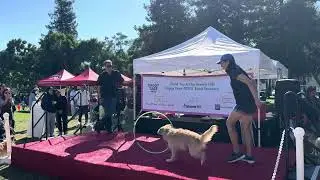 Delta won 2024 Doggy Daze Pet Talent Show