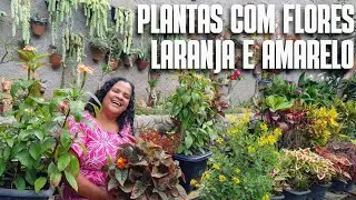 PLANTAS COM FLORES LARANJA E AMARELA DE MUITO F&Aacute;CIL CULTIVO: DICAS DE CULTIVO CROSSANDRA, RESED&Aacute;